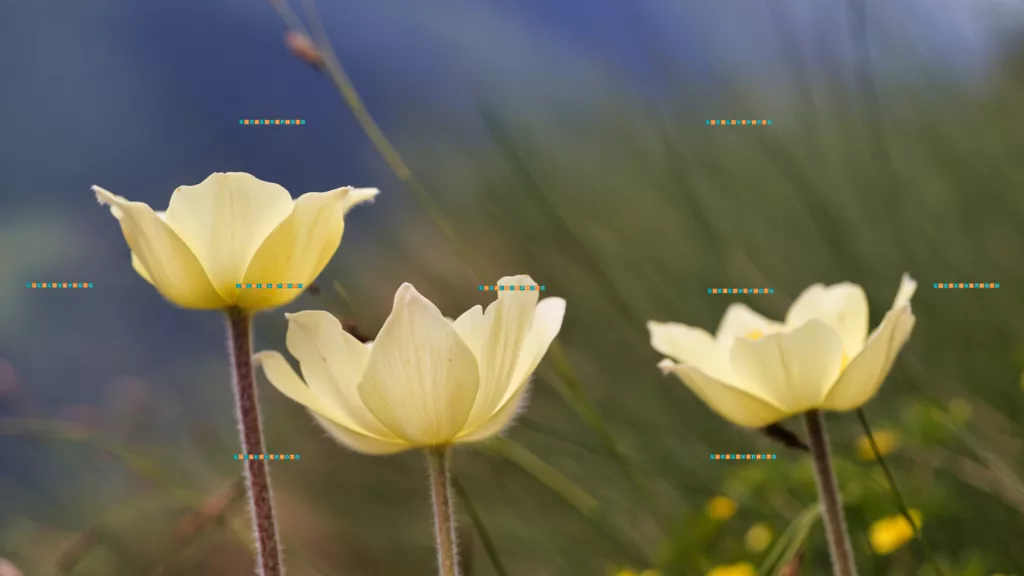 Pulsatilla alpina, Delarbre - Vintage Lenses, Bokeh