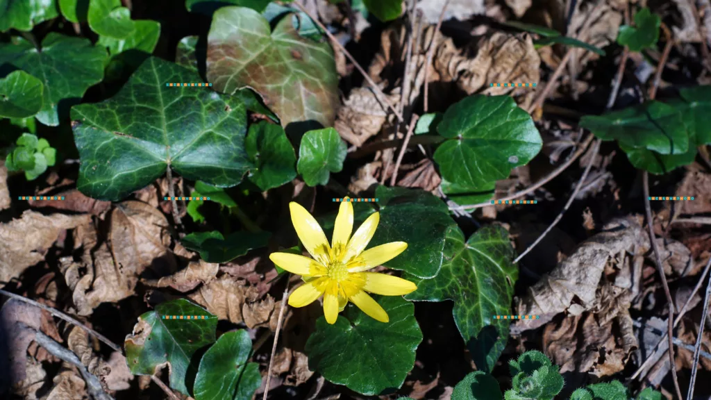 Ranunculus ficaria, L.