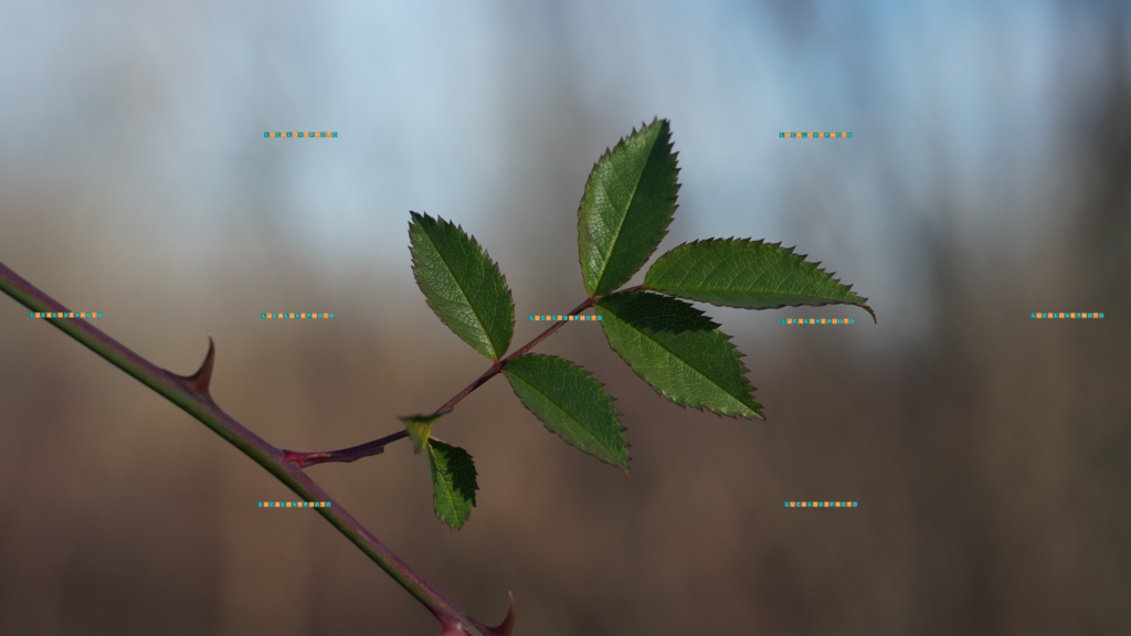 Rosa agrestis, (leaves) Savi