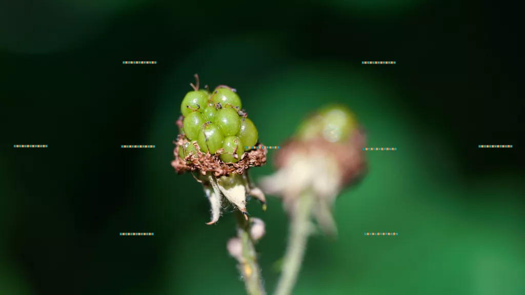 Rubus ulmifolius Schott., wild fruit - Images