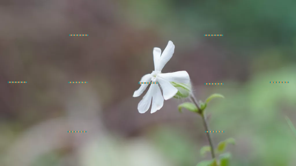 Silene latifolia, Poir