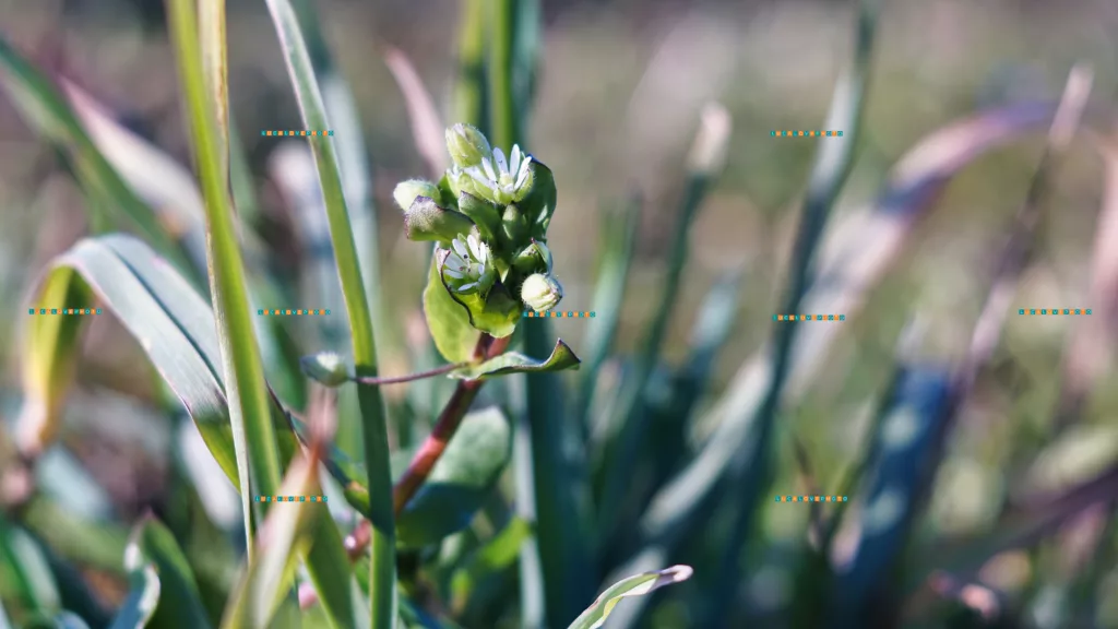 Stellaria media, L. (I)