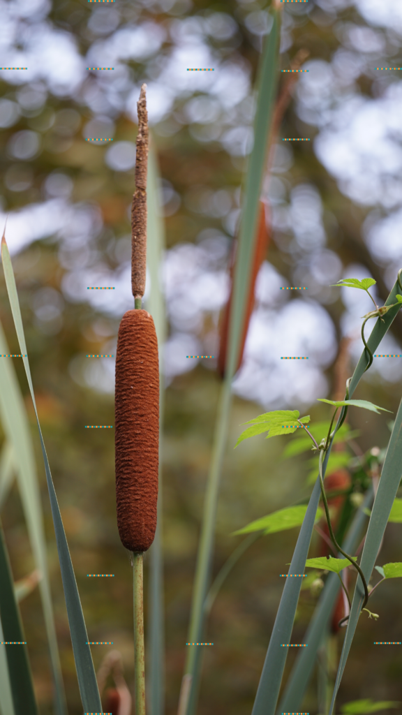 Typha angustifolia, L. - Vintage Lenses, Bokeh