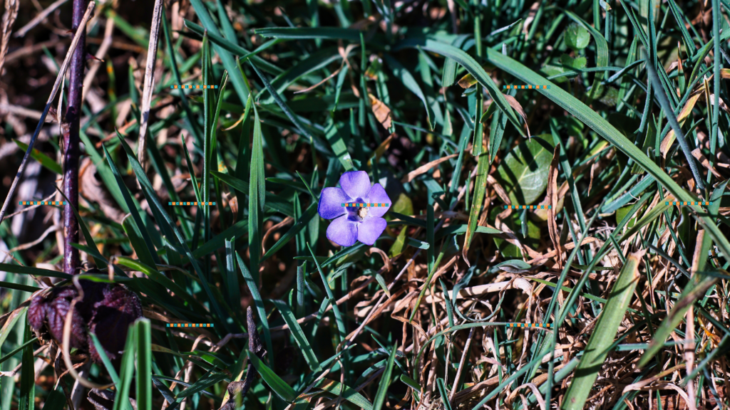 Vinca minor, L.