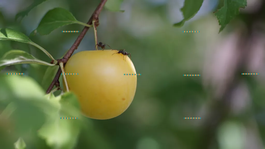 Wild cherry and two ants - Vintage Lenses, Bokeh