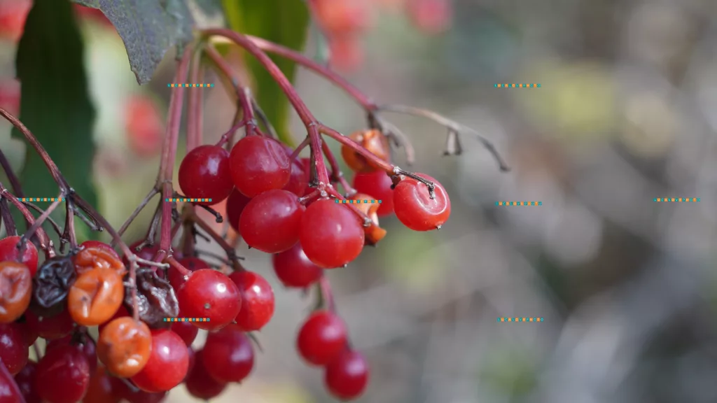 Wild red berries - Vintage Lenses, Bokeh