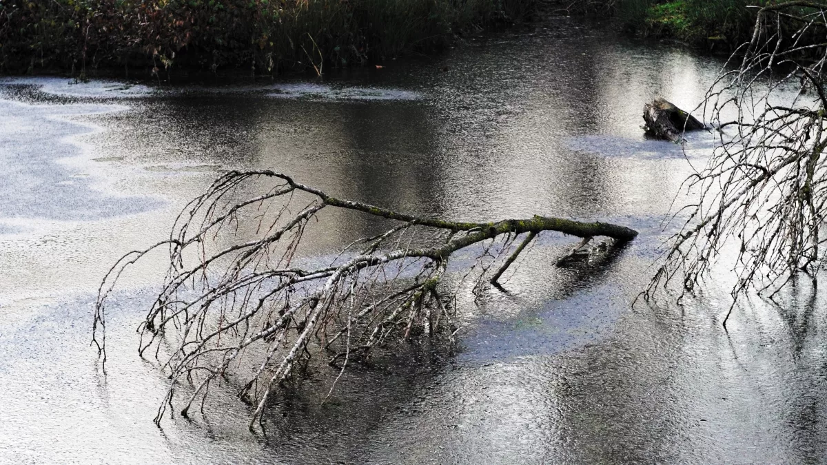 World Wetland day 2024.02.02