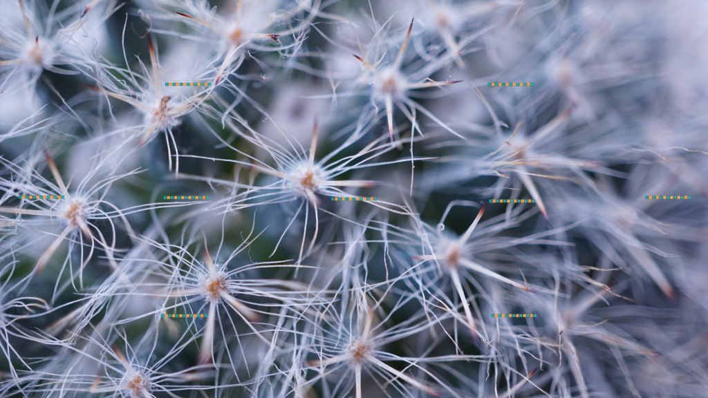 Mammillaria beneckei,, C. Ehrenb.