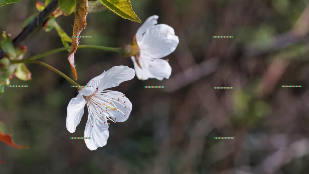 Prunus cerasifera, Ehrh.