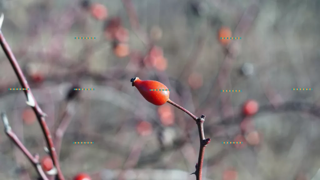 Minolta 135mm - Rosa canina, L. rose hip