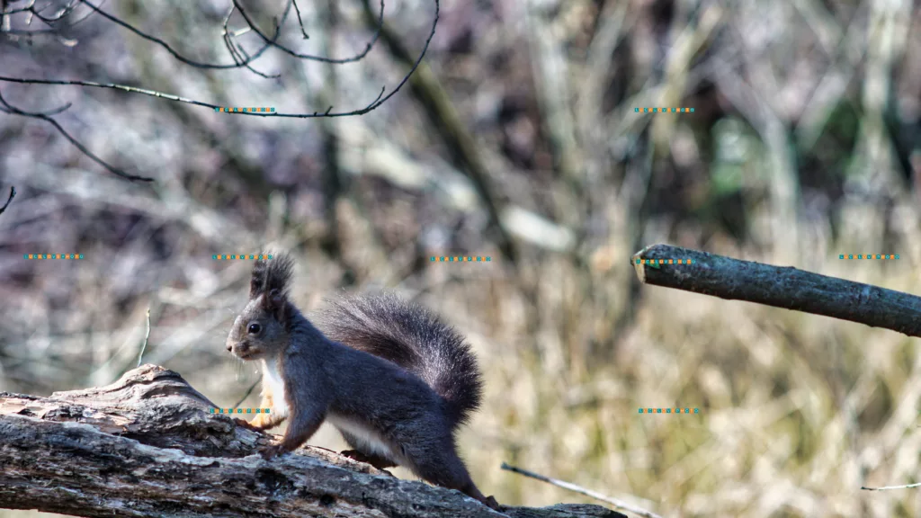 Minolta 135mm - Sciurus aberti, Woodhouse