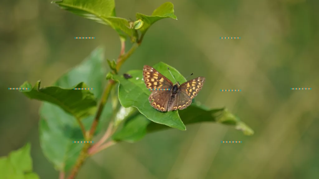 Nature Photography Haven! - Butterfly