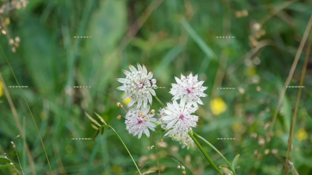 Nature Photography Haven! - Wild flowers