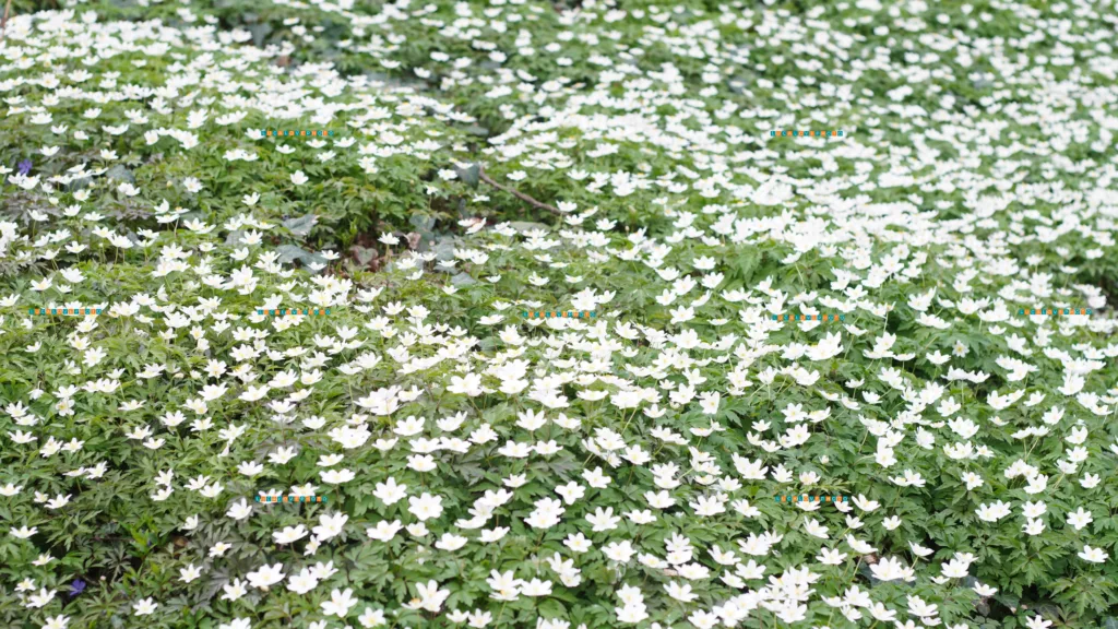 Minolta 50mm F2.0 - Anemone nemorosa, ground cover bloom