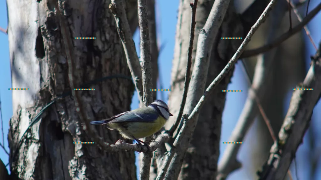 Cyanistes caerulus, L.