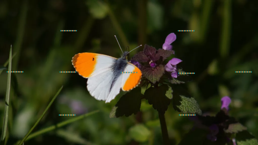 Anthocharis cardamines, L.