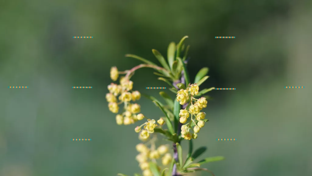 Berberis vulgaris, L.