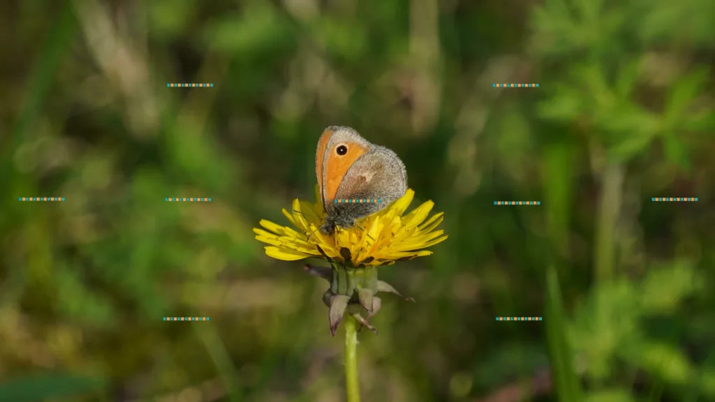 Coenonympha pamphilus