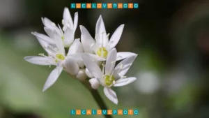 Wildflower Nature Journey 05.24 - Cover Ornithogalum umbellatum, L.