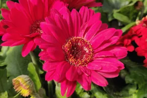 Gerbera jamesonii, Bolus