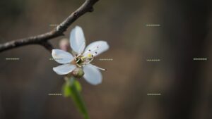 Wildflower Nature Journey 10.24 - Cover