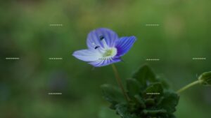 Read more about the article Wildflower Nature Journey 12.24