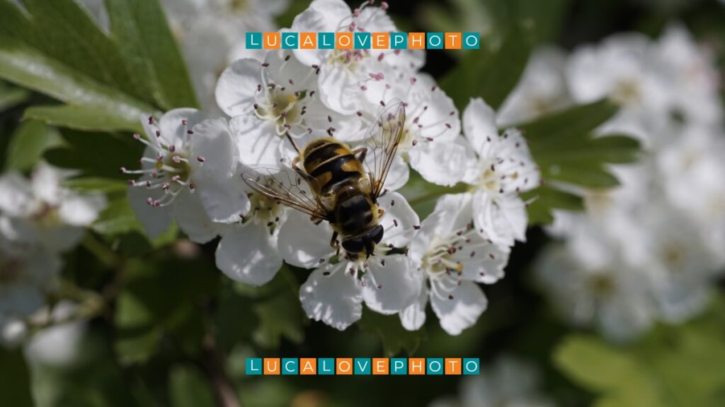 Macro photo of a bee on a flower